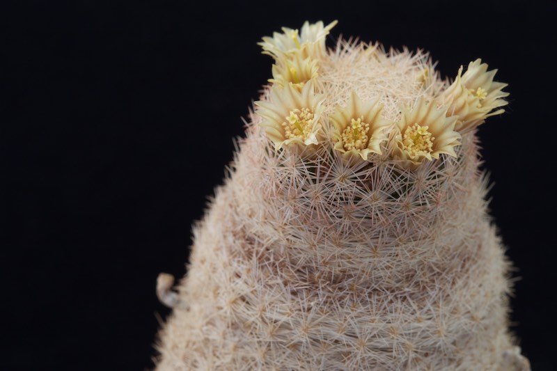 Mammillaria magallanii 
