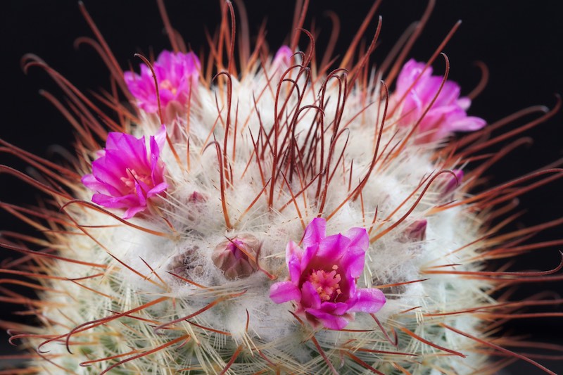 Mammillaria bombycina 