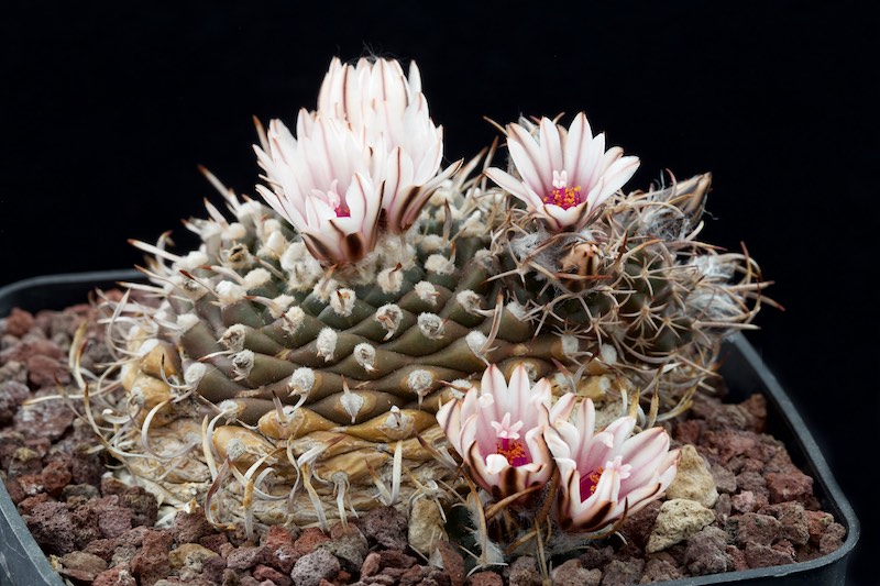 Turbinicarpus bonatzii 