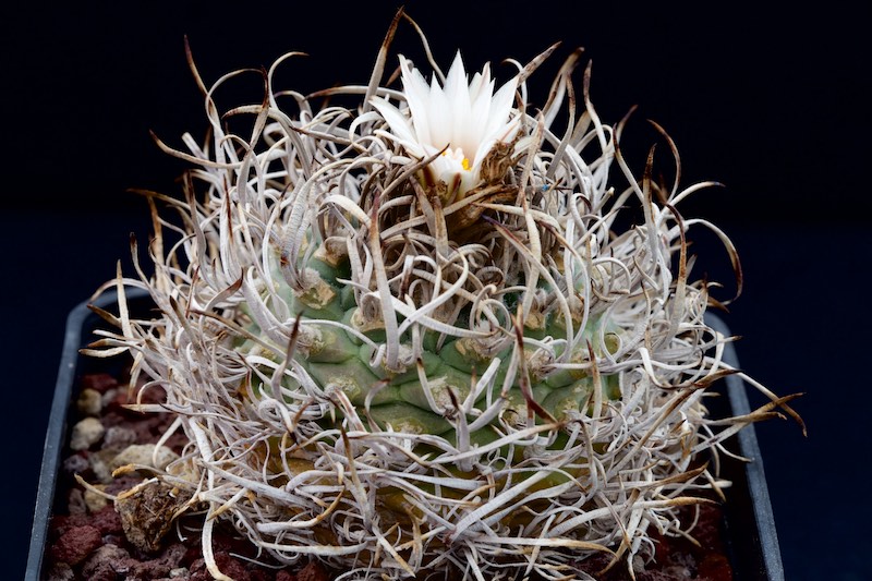 Turbinicarpus schwarzii 