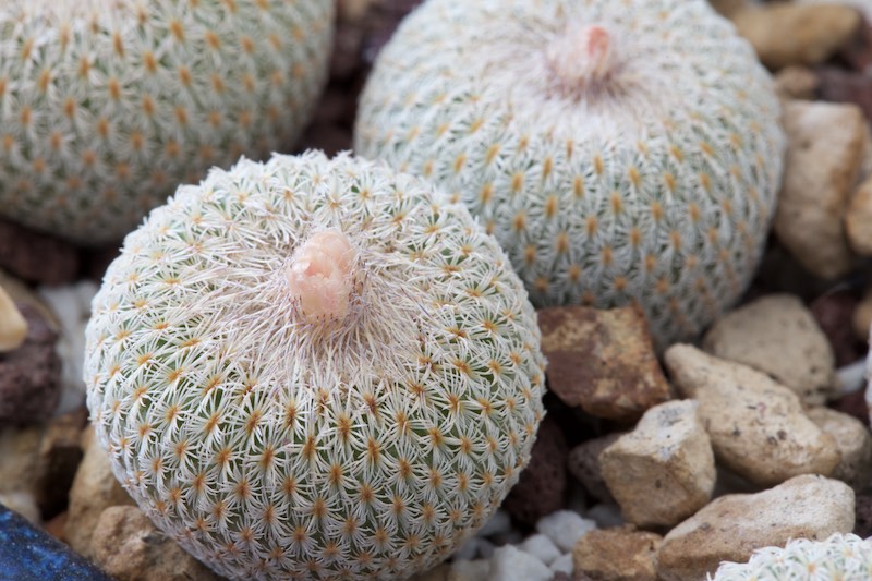 Epithelantha micromeris cv. chihuahuensis 