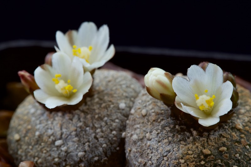 Blossfeldia liliputana 