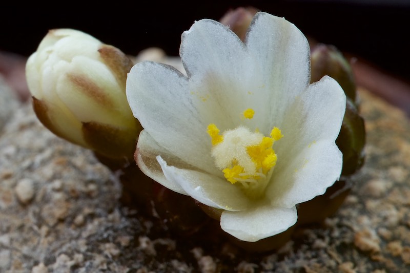 Blossfeldia liliputana 