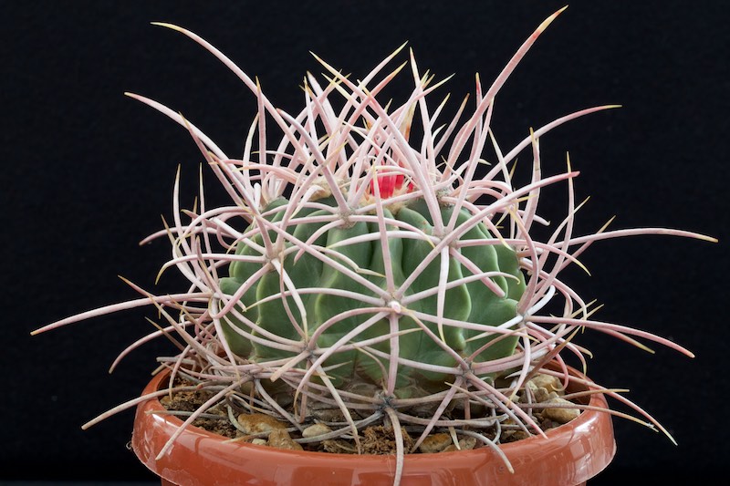 echinocactus polycephalus ssp. xeranthemoides