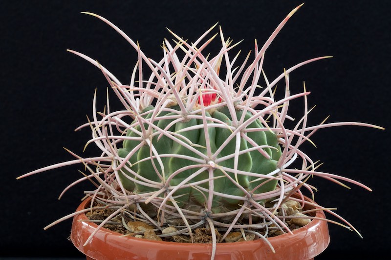 Echinocactus polycephalus ssp. xeranthemoides 