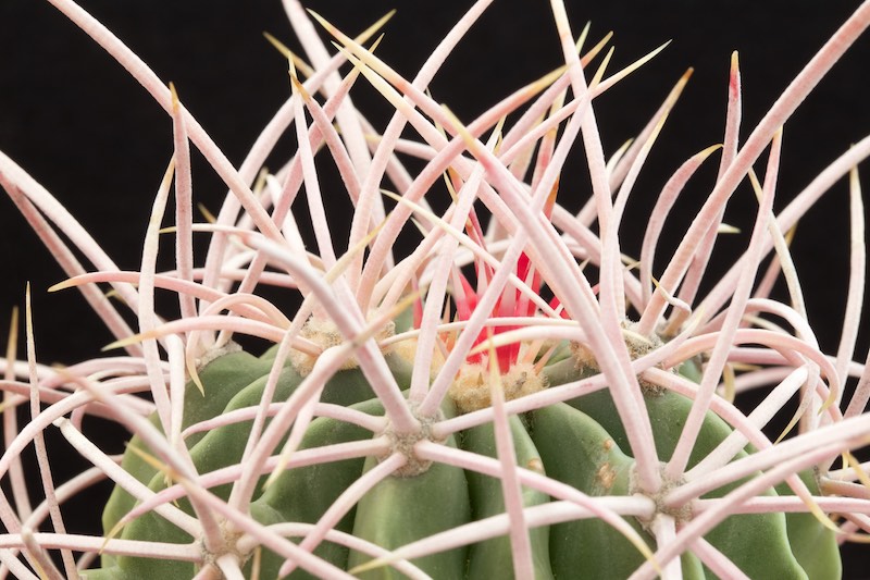 Echinocactus polycephalus ssp. xeranthemoides 