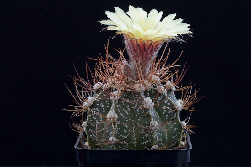 Astrophytum capricorne x asterias 