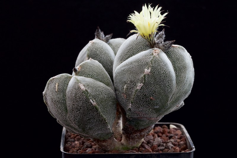 Astrophytum myriostigma f. tricostatum 