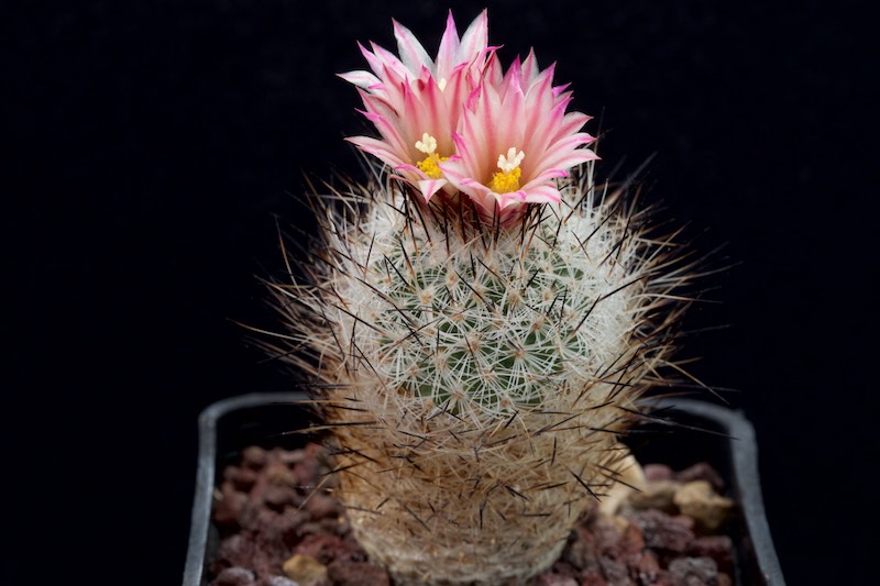 Turbinicarpus subterraneus v. zaragozae 