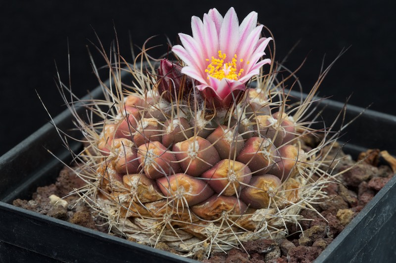 Turbinicarpus laui 