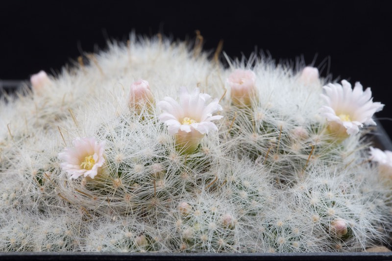 Mammillaria glassii ML 461