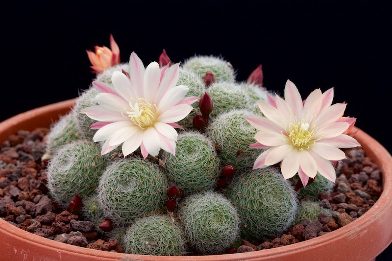 Rebutia cv. Sunrise 