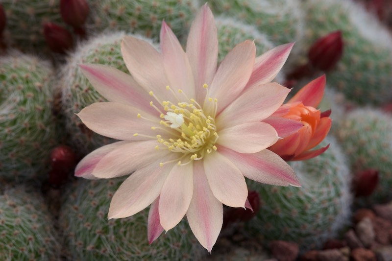 Rebutia cv. sunrise 