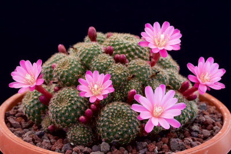 Rebutia perplexa 