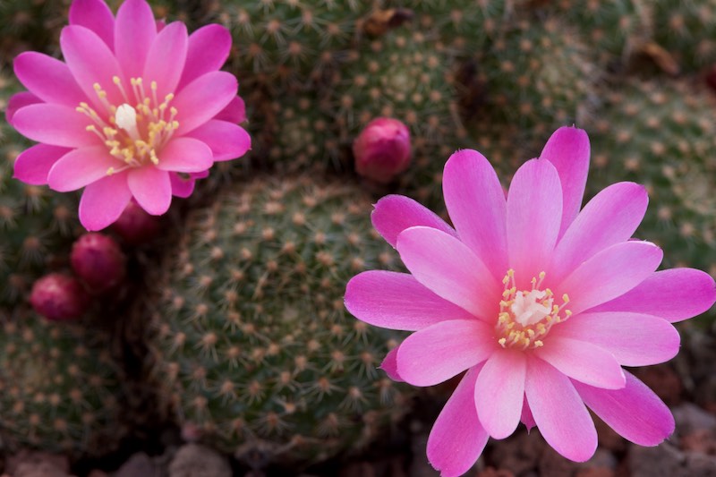 Rebutia perplexa 