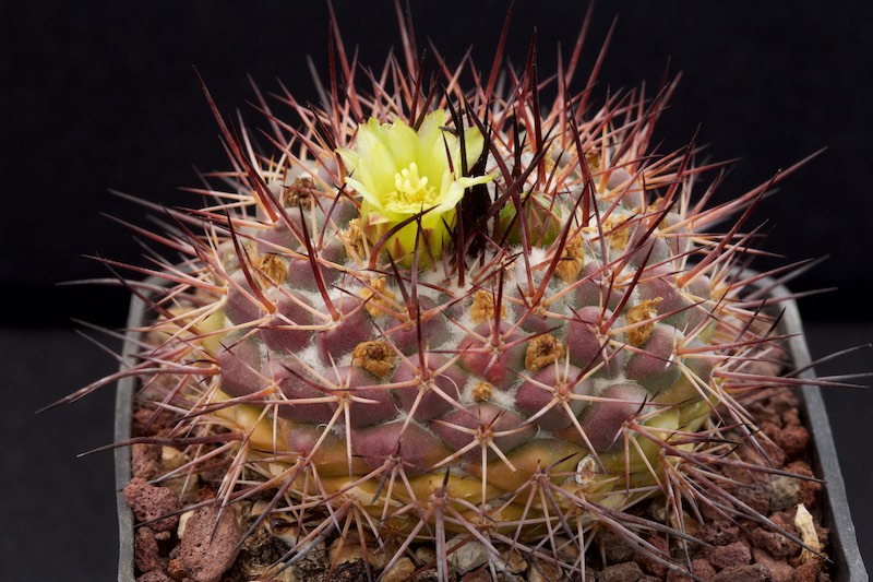 Mammillaria petrophila LAU 52