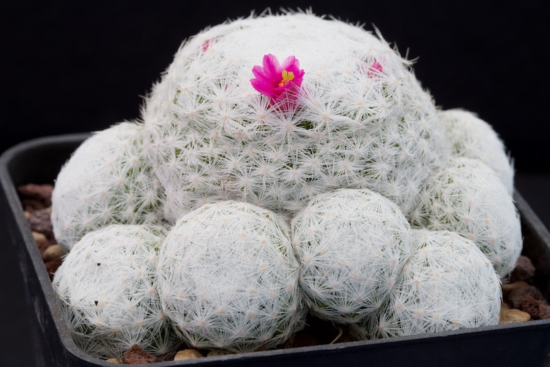 Mammillaria humboldtii 