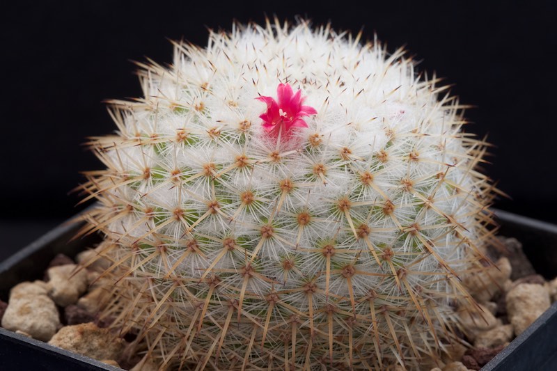 Mammillaria kunthii 