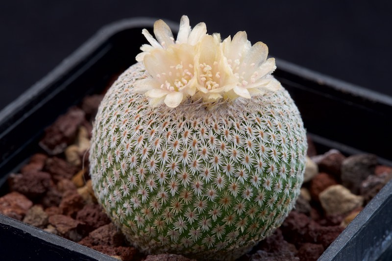 Epithelantha cryptica SB 321