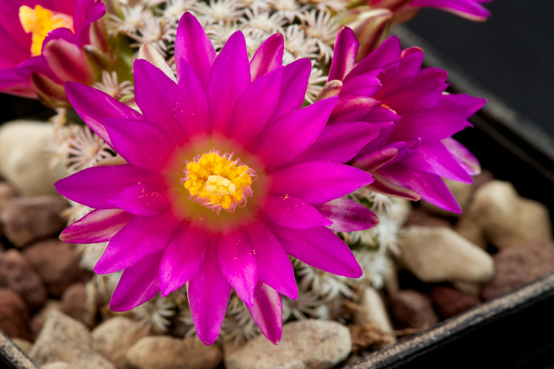 Mammillaria hernandezii 