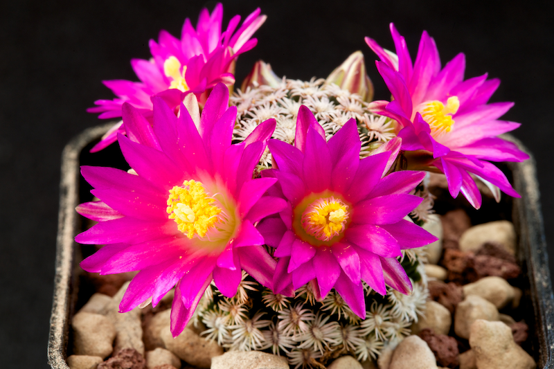 Mammillaria hernandezii 