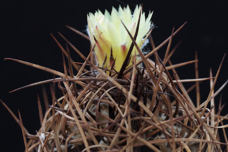 Astrophytum capricorne v. crassispinum 