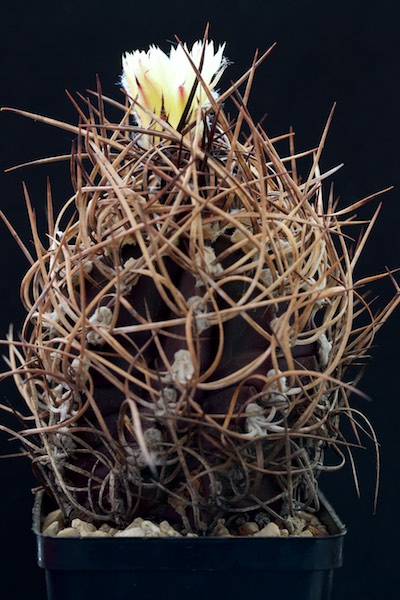 Astrophytum capricorne v. crassispinum 
