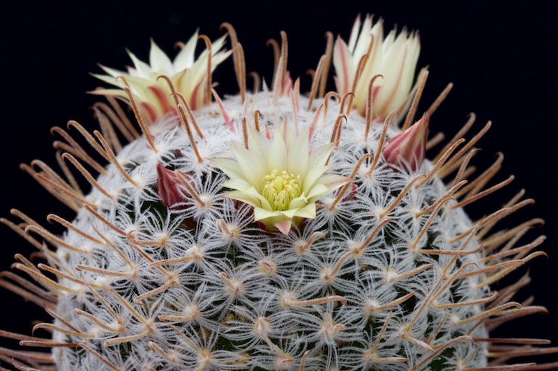 Mammillaria nana ssp. duwei 