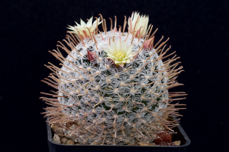Mammillaria nana ssp. duwei 