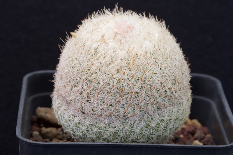 Epithelantha micromeris cv. chihuahuensis 