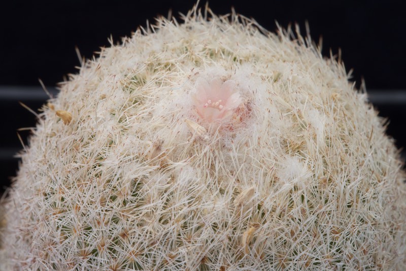 Epithelantha micromeris cv. chihuahuensis 