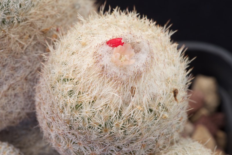 Epithelantha greggii 