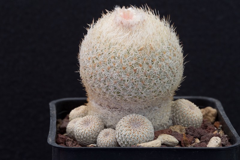 epithelantha micromeris f. neomexicana