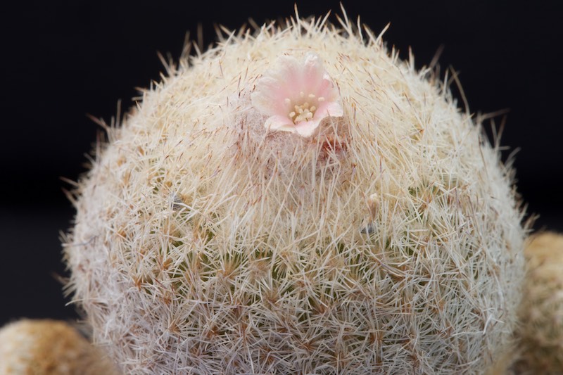 Epithelantha greggii 