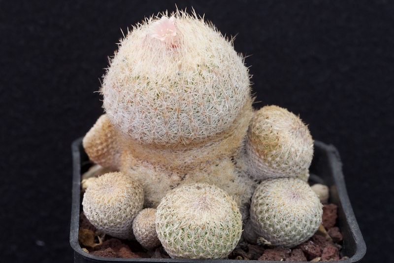 Epithelantha greggii 