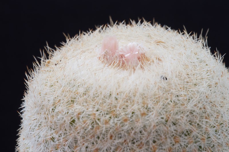 Epithelantha micromeris 