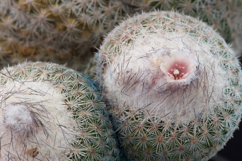 Epithelantha unguispina ssp. huastecana BZ 58