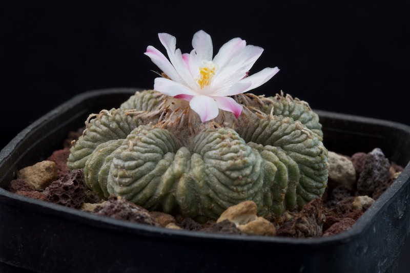 Aztekium ritteri 