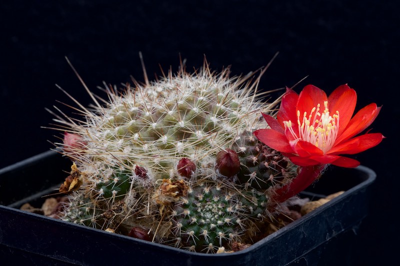 Rebutia albiareolata FR 761