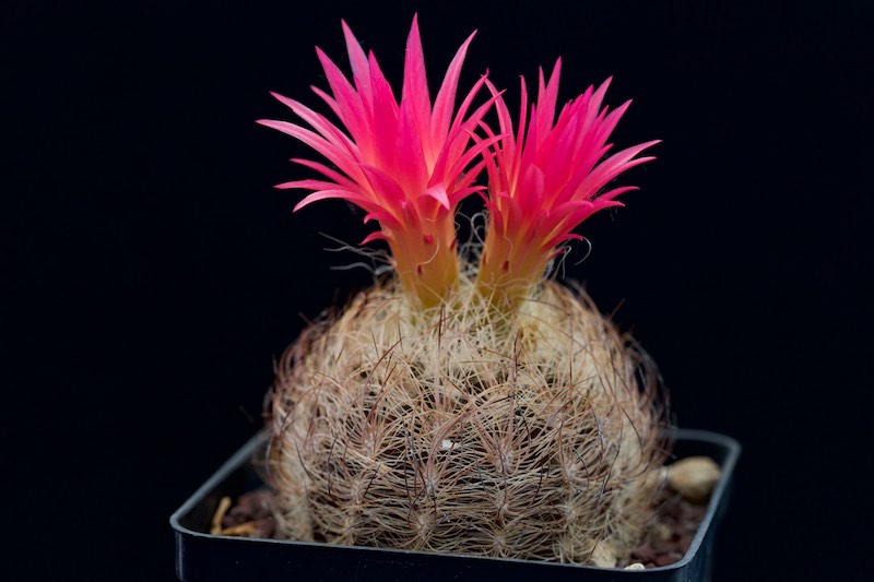 Neoporteria senilis 