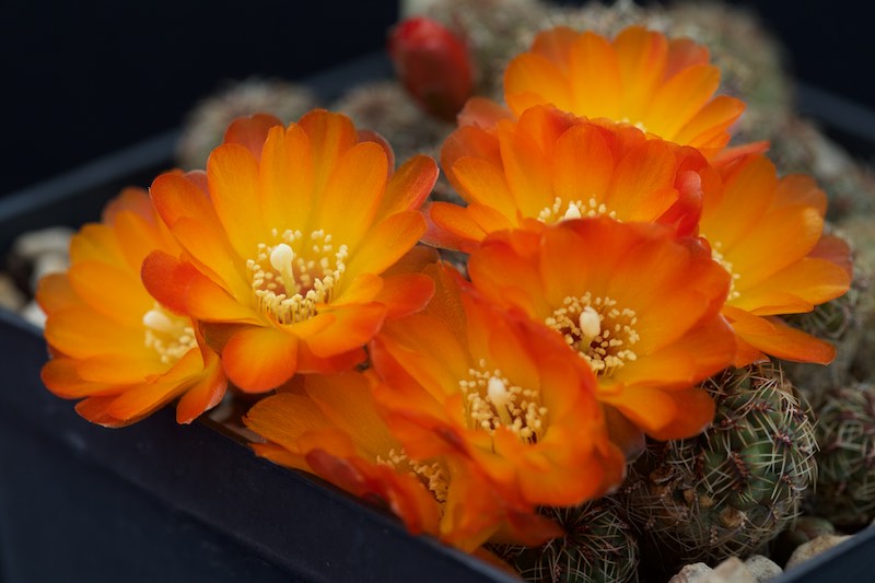 Sulcorebutia tarabucoensis v. aureiflora EK 7080