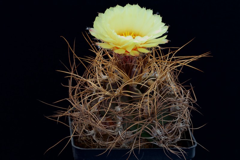 Astrophytum capricorne v. aureum 