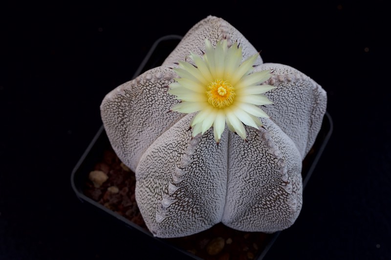 Astrophytum myriostigma cv. onzuka 