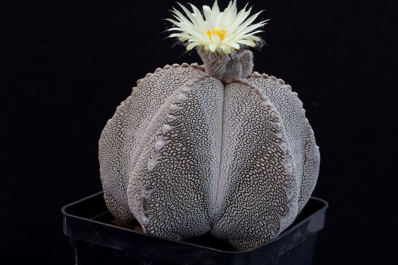 Astrophytum myriostigma cv. Onzuka 