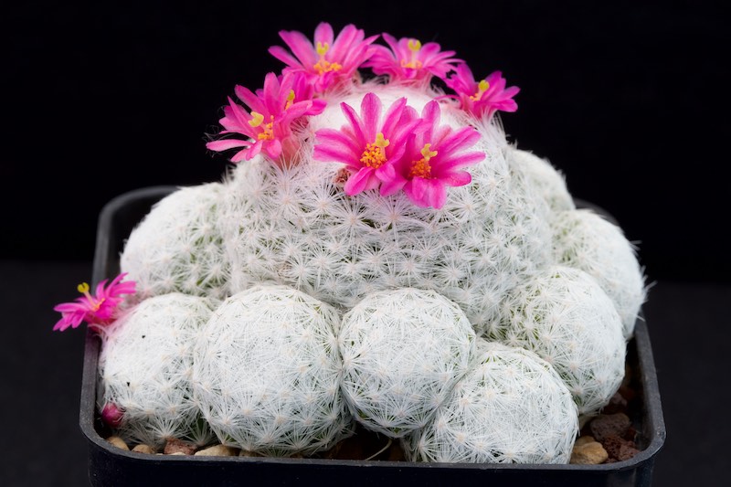 Mammillaria humboldtii 