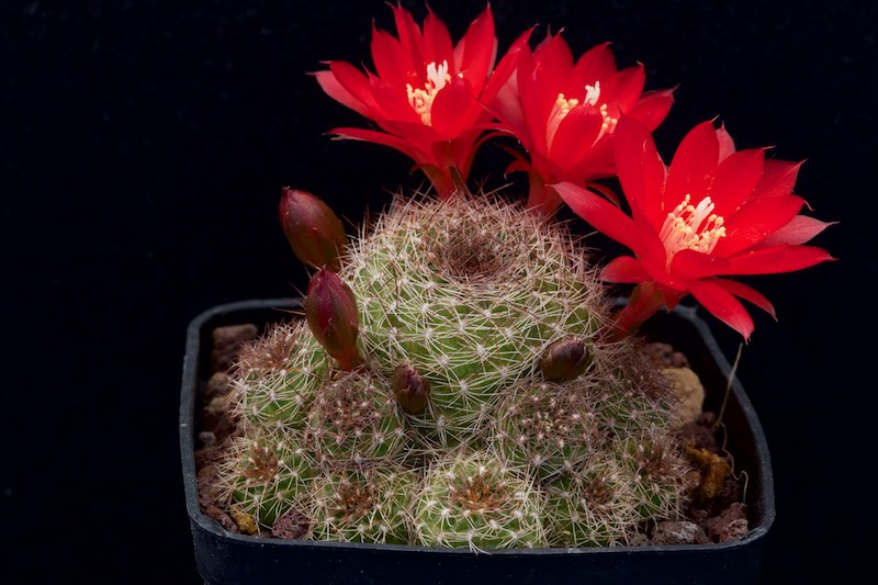 Rebutia padcayensis R 322