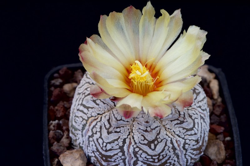 Astrophytum asterias cv. super kabuto v-type 