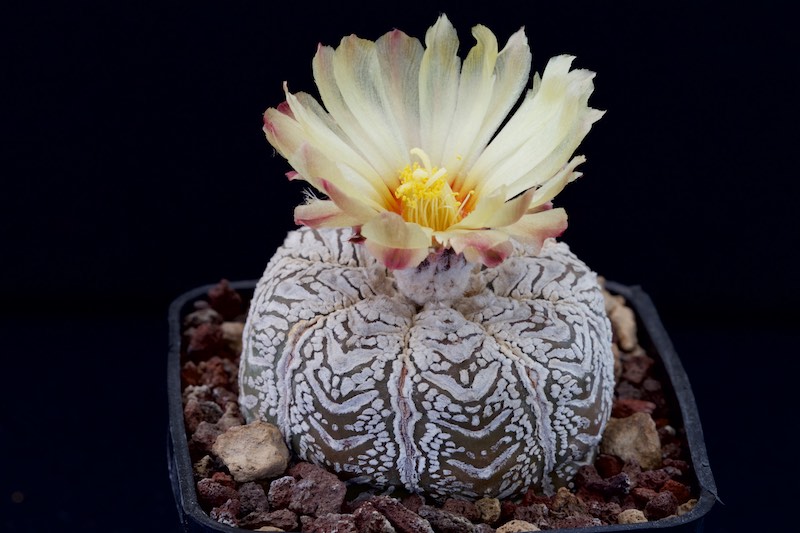 Astrophytum asterias cv. super kabuto v-type 