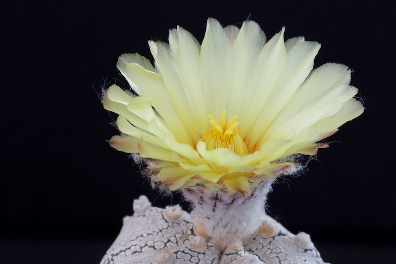 Astrophytum coahuilense x onzuka 