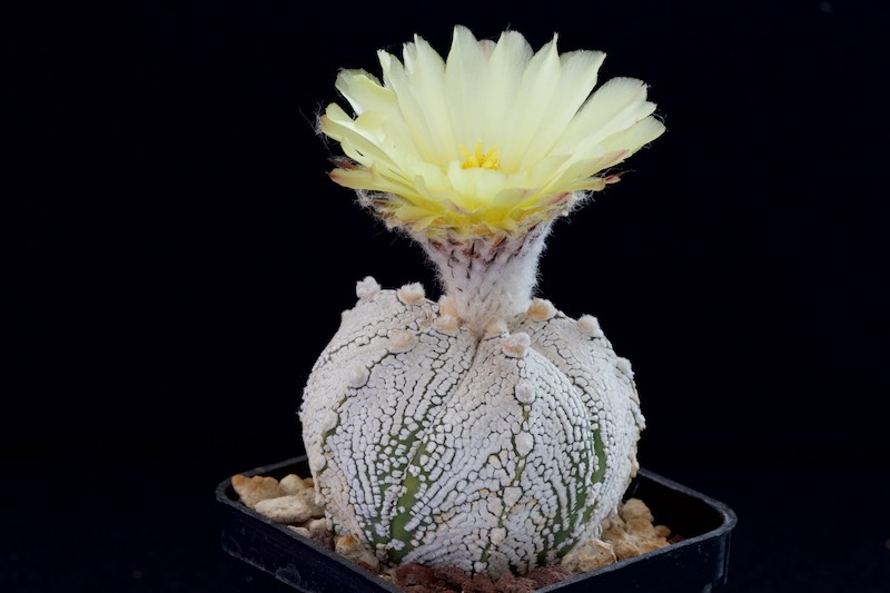 Astrophytum coahuilense x onzuka 